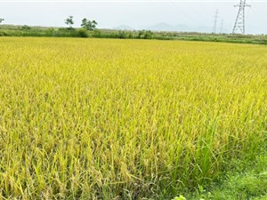 Nghệ An: Trồng lúa ST25 trên ruộng rươi